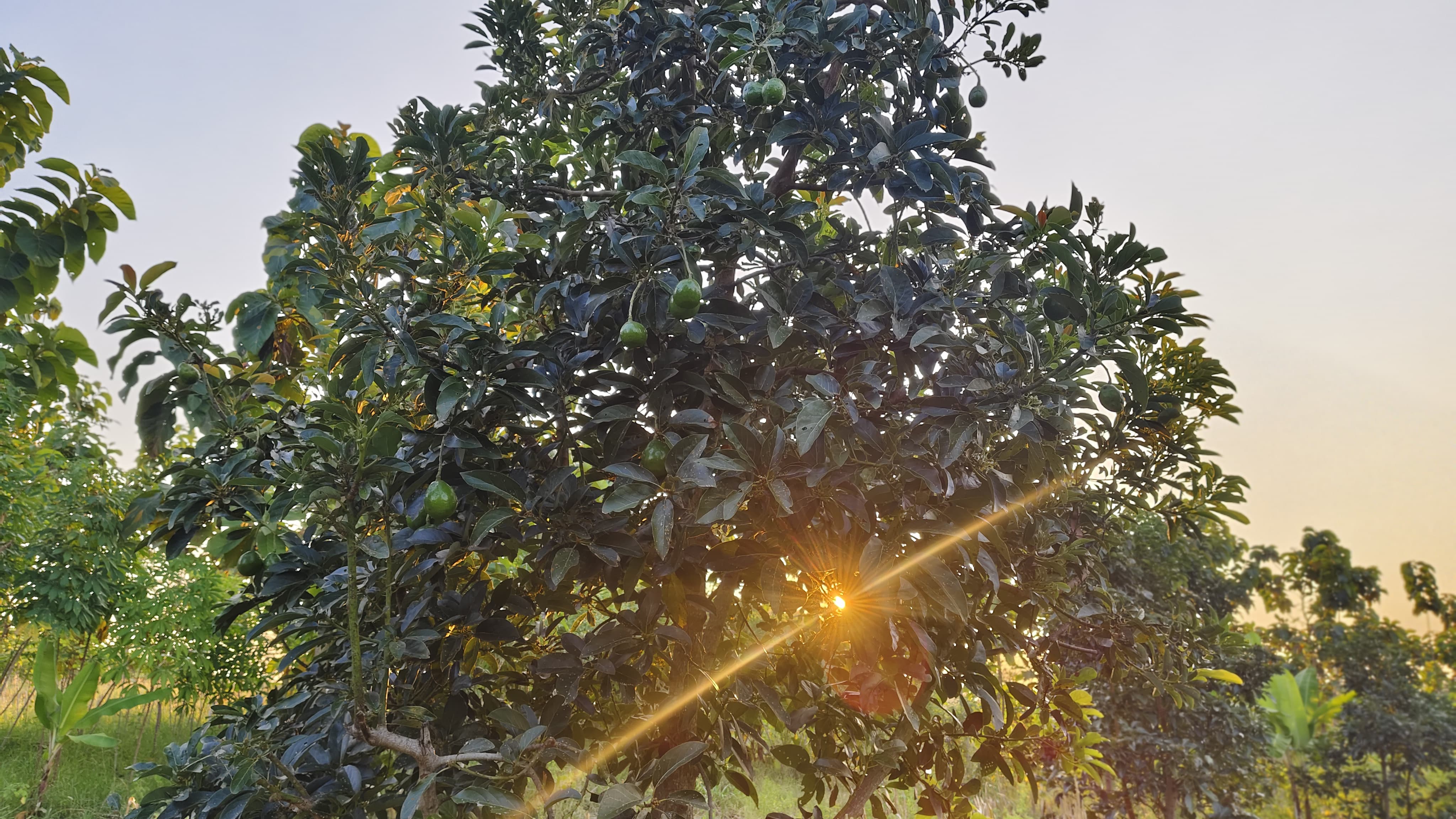 Kebun Alpukat
