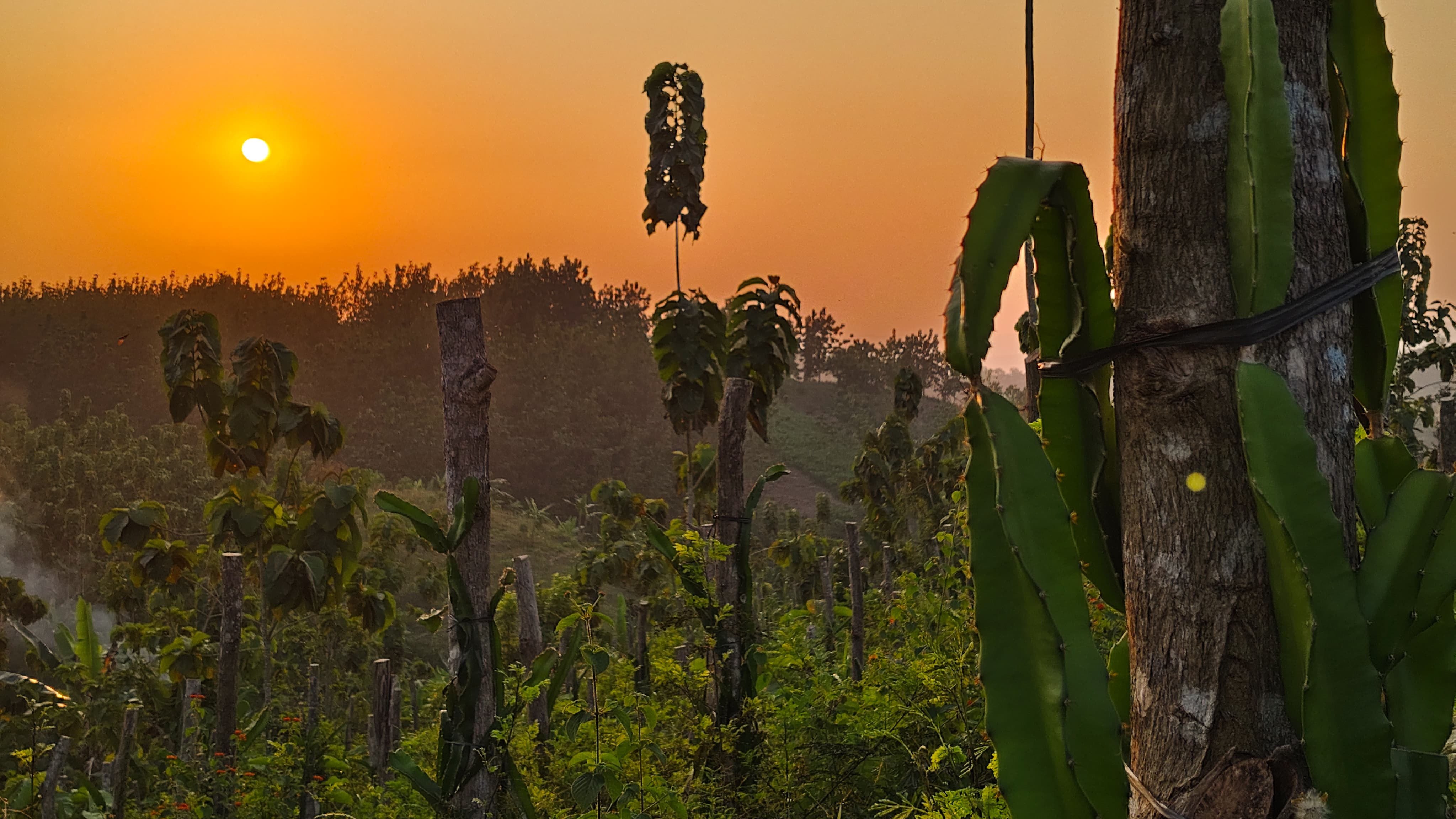 Kebun Buah Naga